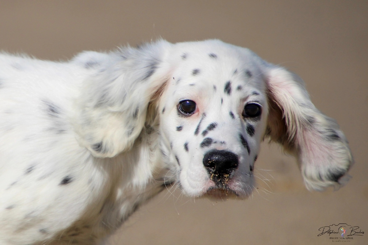 Photo catégorie animaux n°2