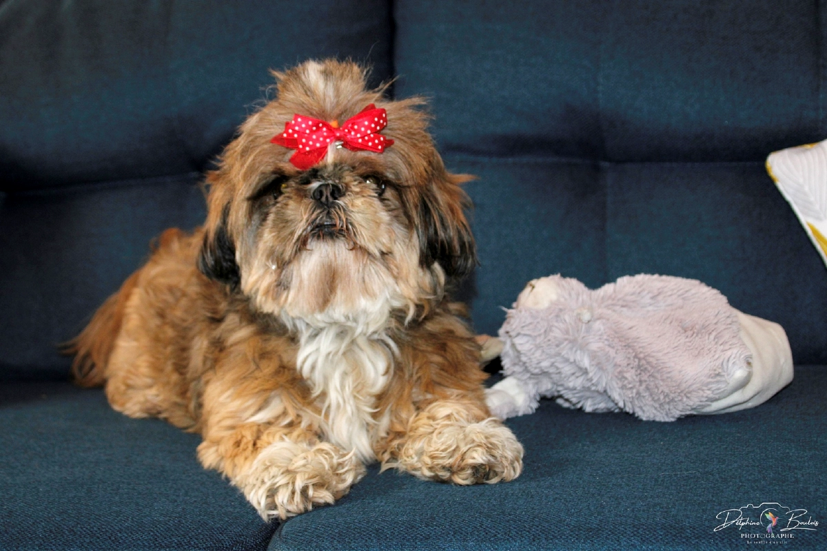 Photo catégorie animaux n°3