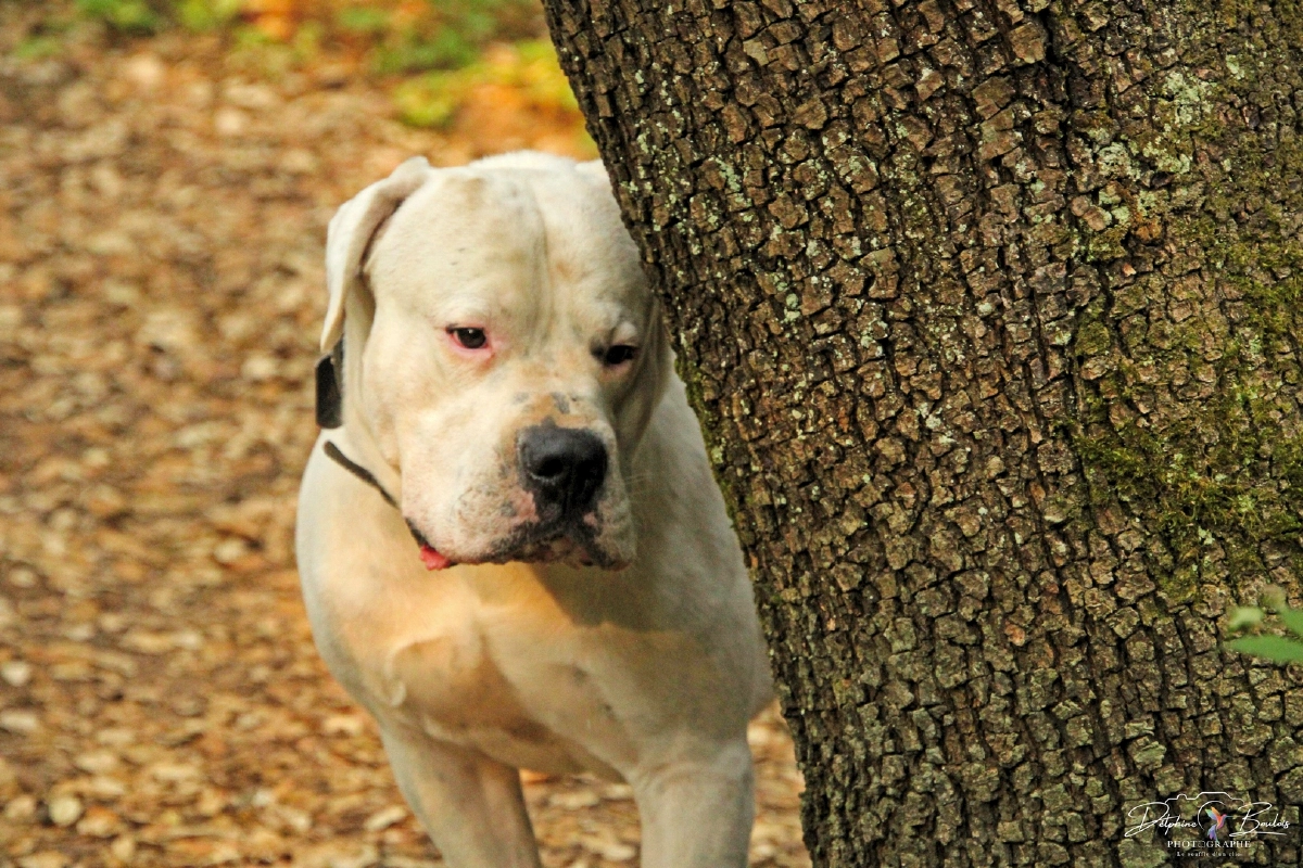 Photo catégorie animaux n°4