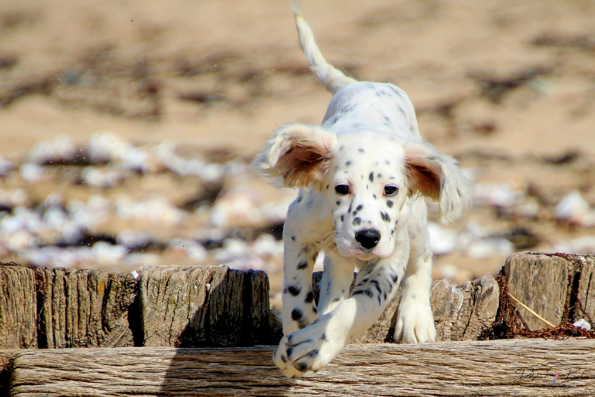 Photo catégorie animaux n°5