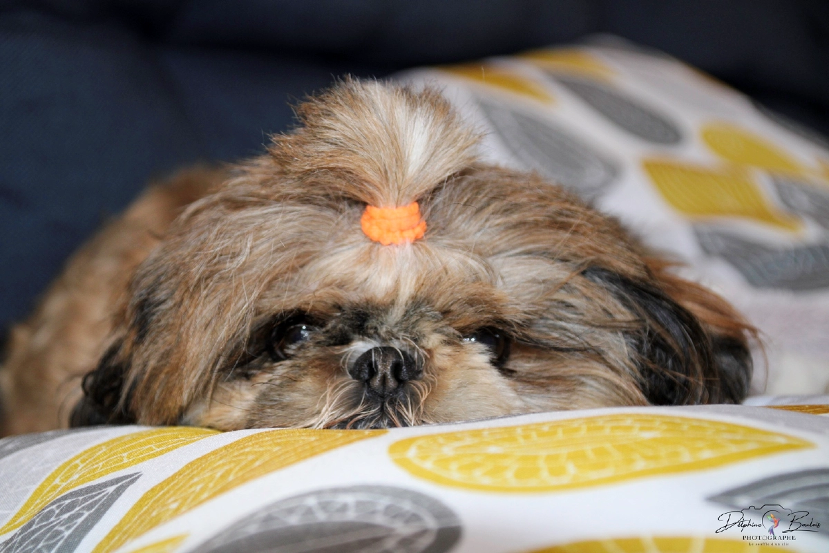 Photo catégorie animaux n°6