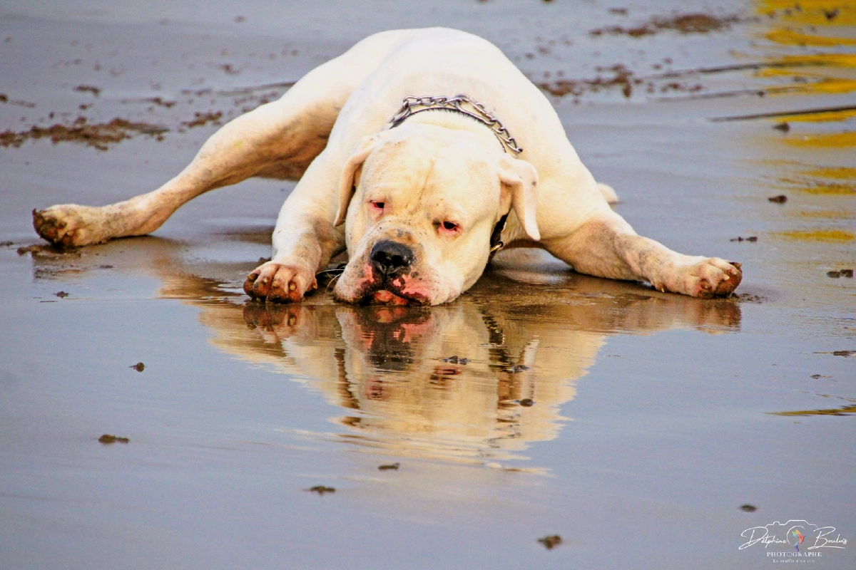 Photo catégorie animaux n°7